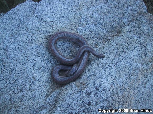 Coastal Rosy Boa (Lichanura trivirgata roseofusca)