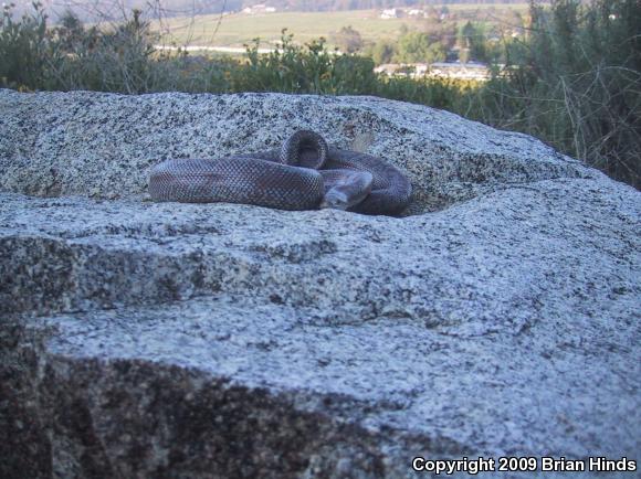 Coastal Rosy Boa (Lichanura trivirgata roseofusca)