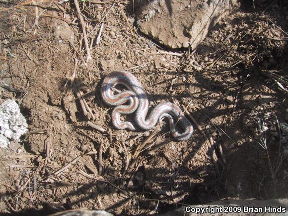 Coastal Rosy Boa (Lichanura trivirgata roseofusca)