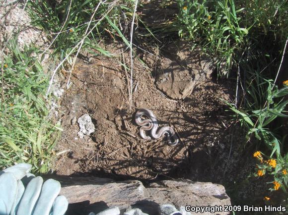 Coastal Rosy Boa (Lichanura trivirgata roseofusca)