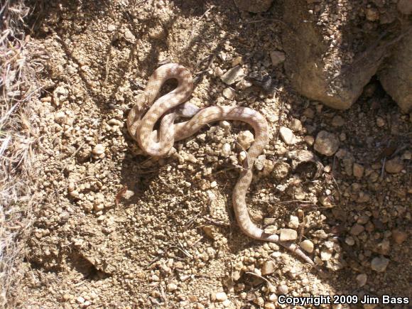 Desert Nightsnake (Hypsiglena chlorophaea deserticola)