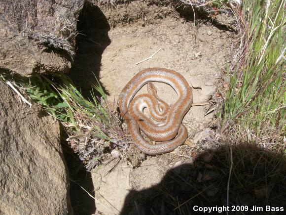 Desert Rosy Boa (Lichanura trivirgata gracia)