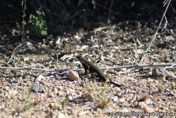 Great Basin Fence Lizard (Sceloporus occidentalis longipes)