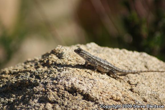 Great Basin Fence Lizard (Sceloporus occidentalis longipes)