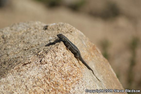 Great Basin Fence Lizard (Sceloporus occidentalis longipes)