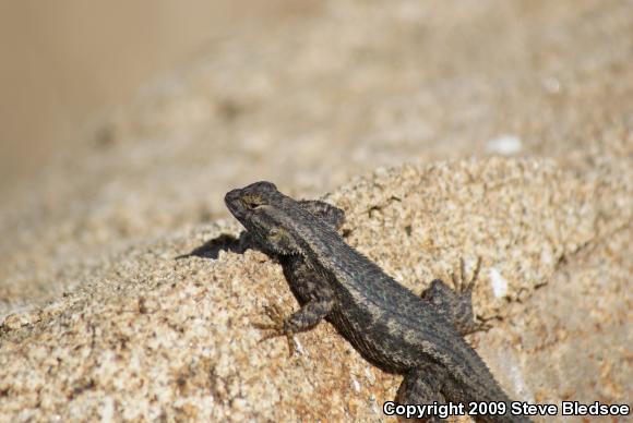 Great Basin Fence Lizard (Sceloporus occidentalis longipes)