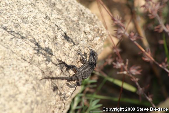 Great Basin Fence Lizard (Sceloporus occidentalis longipes)