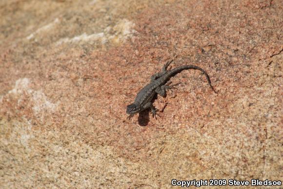 Great Basin Fence Lizard (Sceloporus occidentalis longipes)