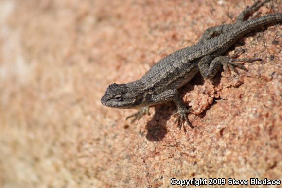 Great Basin Fence Lizard (Sceloporus occidentalis longipes)