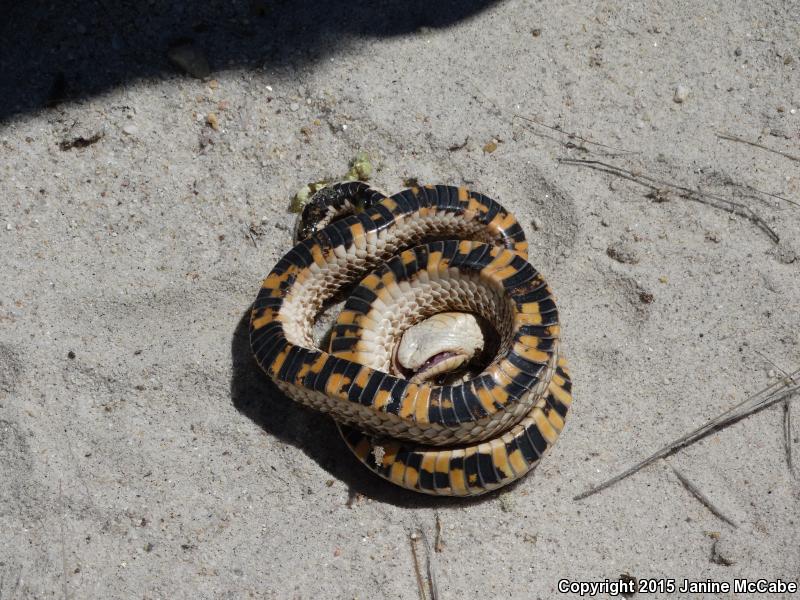 Mexican Hog-nosed Snake (Heterodon kennerlyi)