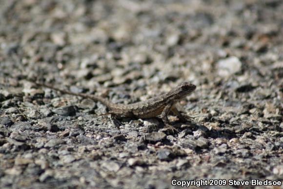 Great Basin Fence Lizard (Sceloporus occidentalis longipes)