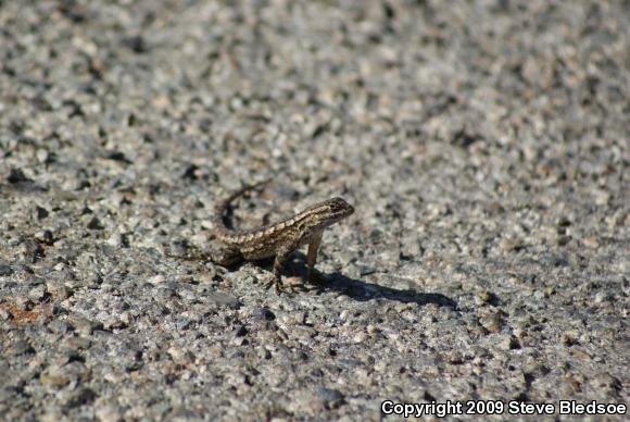 Great Basin Fence Lizard (Sceloporus occidentalis longipes)