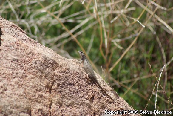 Great Basin Fence Lizard (Sceloporus occidentalis longipes)