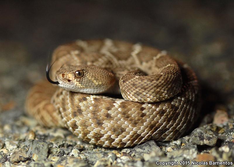 Red Diamond Rattlesnake (Crotalus Ruber)