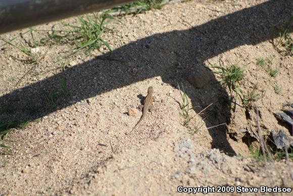 Western Side-blotched Lizard (Uta stansburiana elegans)