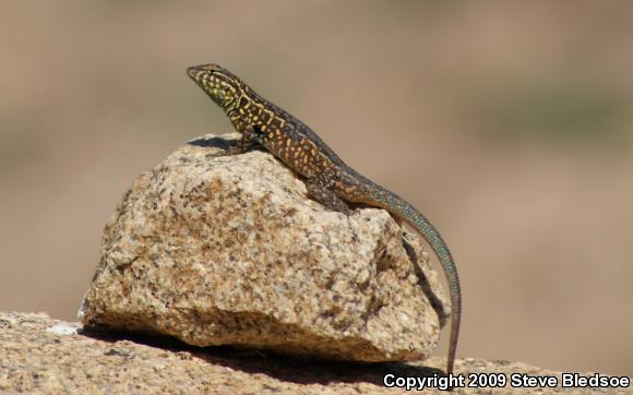 Western Side-blotched Lizard (Uta stansburiana elegans)