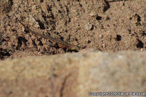 Western Side-blotched Lizard (Uta stansburiana elegans)