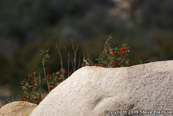 Granite Spiny Lizard (Sceloporus orcutti)