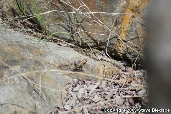 Granite Spiny Lizard (Sceloporus orcutti)