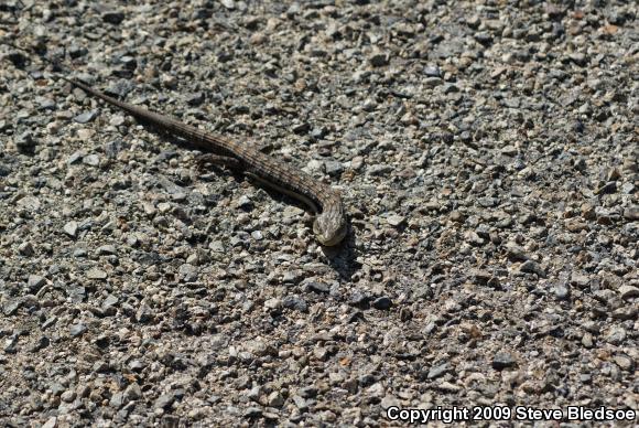 San Diego Alligator Lizard (Elgaria multicarinata webbii)