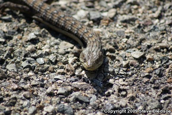 San Diego Alligator Lizard (Elgaria multicarinata webbii)