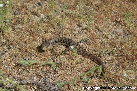 San Diego Alligator Lizard (Elgaria multicarinata webbii)