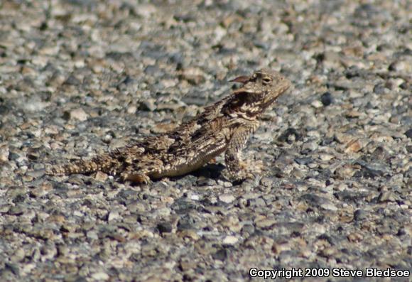 Blainville's Horned Lizard (Phrynosoma blainvillii)