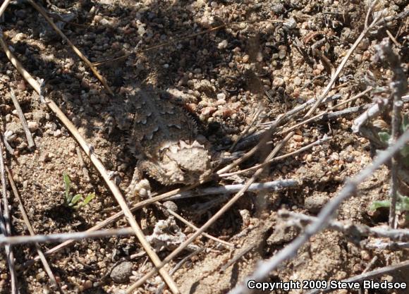 Blainville's Horned Lizard (Phrynosoma blainvillii)