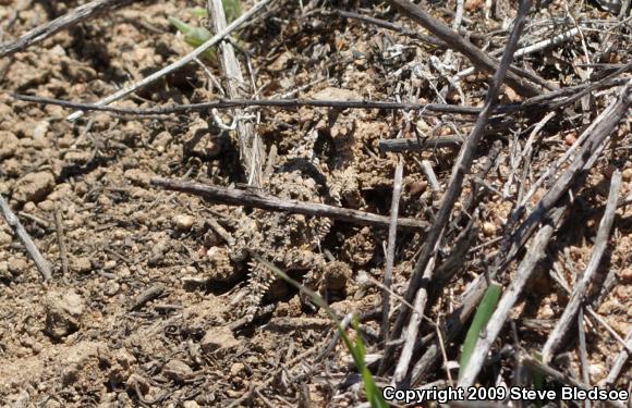 Blainville's Horned Lizard (Phrynosoma blainvillii)