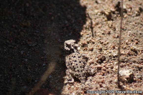 Blainville's Horned Lizard (Phrynosoma blainvillii)