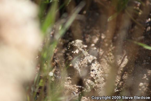 Blainville's Horned Lizard (Phrynosoma blainvillii)