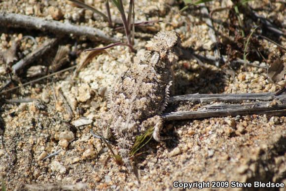 Blainville's Horned Lizard (Phrynosoma blainvillii)