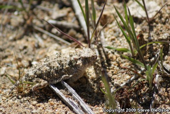 Blainville's Horned Lizard (Phrynosoma blainvillii)