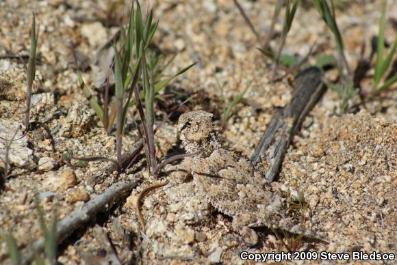 Blainville's Horned Lizard (Phrynosoma blainvillii)