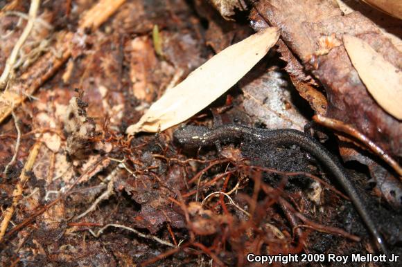 Eastern Red-backed Salamander (Plethodon cinereus)