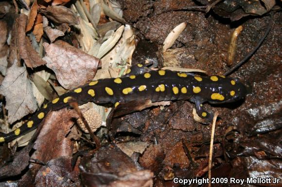 Spotted Salamander (Ambystoma maculatum)