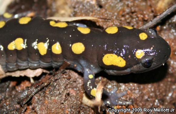 Spotted Salamander (Ambystoma maculatum)