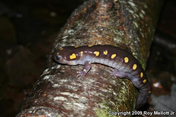 Spotted Salamander (Ambystoma maculatum)