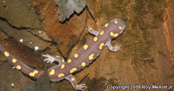 Spotted Salamander (Ambystoma maculatum)