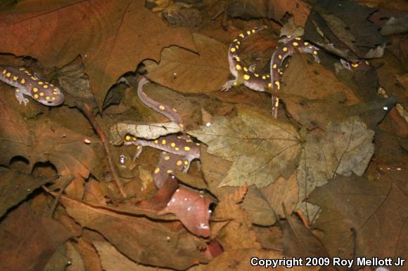 Spotted Salamander (Ambystoma maculatum)