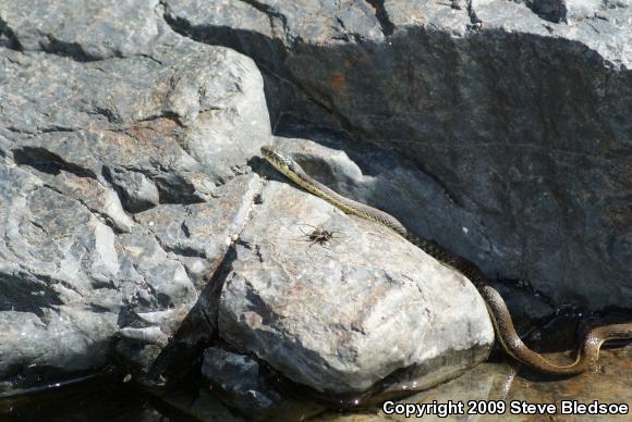 Two-striped Gartersnake (Thamnophis hammondii)