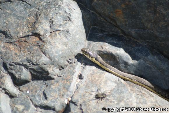 Two-striped Gartersnake (Thamnophis hammondii)