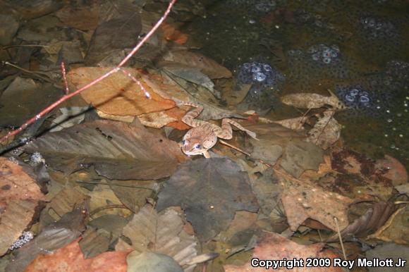 Wood Frog (Lithobates sylvaticus)