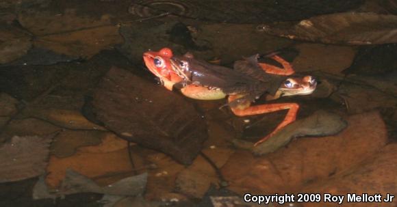 Wood Frog (Lithobates sylvaticus)