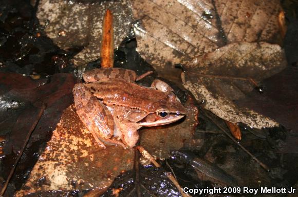 Wood Frog (Lithobates sylvaticus)