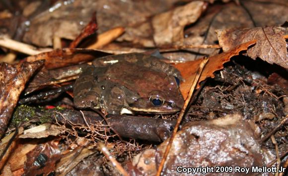 Wood Frog (Lithobates sylvaticus)