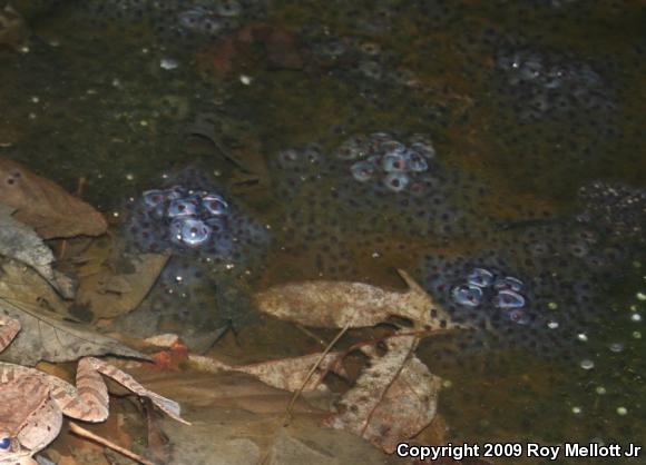 Wood Frog (Lithobates sylvaticus)