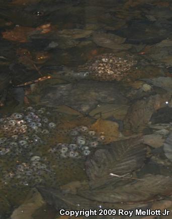 Wood Frog (Lithobates sylvaticus)