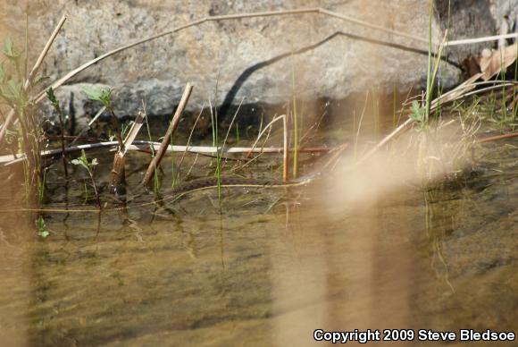 Two-striped Gartersnake (Thamnophis hammondii)