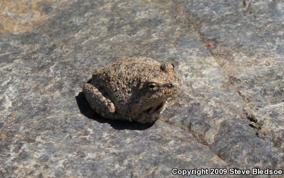 California Treefrog (Pseudacris cadaverina)